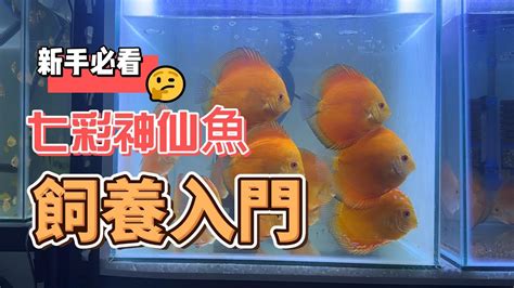 七彩神仙魚飼養入門|七彩神仙飼養篇